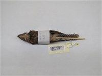 藏品(臺灣夜鷹)的圖片